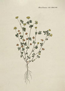 kløver  |  FLORA DANICA-ILLUSTRATION - decoARTE