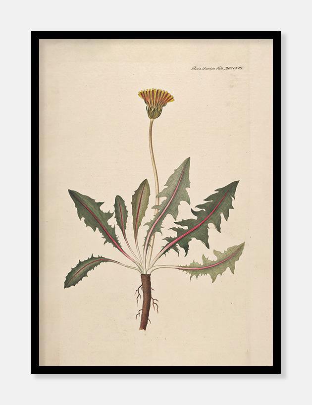 borst  |  FLORA DANICA-ILLUSTRATION - decoARTE