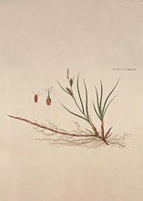 Indlæs billede til gallerivisning sandstar  |  FLORA DANICA-ILLUSTRATION - decoARTE
