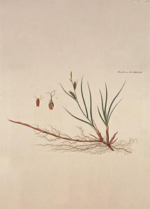 sandstar  |  FLORA DANICA-ILLUSTRATION - decoARTE