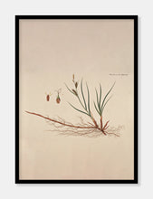 Indlæs billede til gallerivisning sandstar  |  FLORA DANICA-ILLUSTRATION - decoARTE
