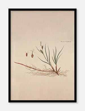 sandstar  |  FLORA DANICA-ILLUSTRATION - decoARTE
