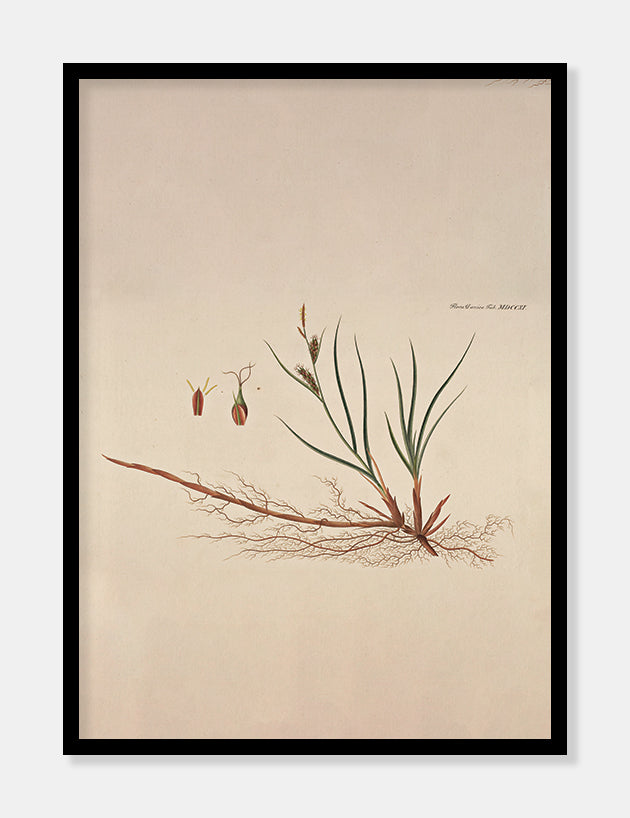 sandstar  |  FLORA DANICA-ILLUSTRATION - decoARTE