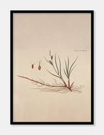 sandstar  |  FLORA DANICA-ILLUSTRATION - decoARTE