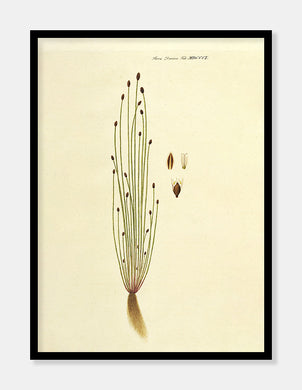 kogleaks  |  FLORA DANICA-ILLUSTRATION - decoARTE