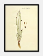 kogleaks  |  FLORA DANICA-ILLUSTRATION - decoARTE
