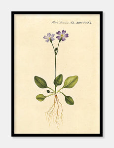 norsk kodriver  |  FLORA DANICA-ILLUSTRATION - decoARTE