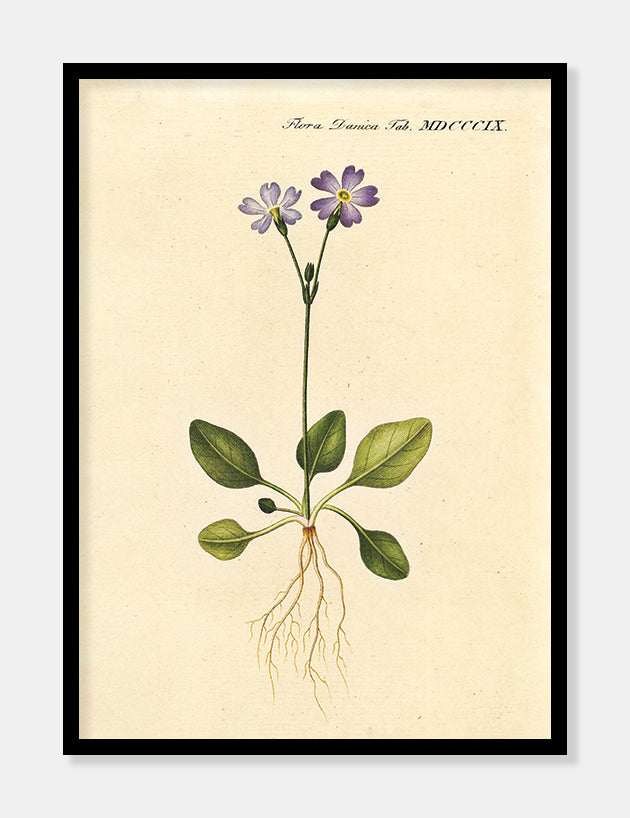 norsk kodriver  |  FLORA DANICA-ILLUSTRATION - decoARTE