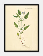 viol  |  FLORA DANICA-ILLUSTRATION - decoARTE