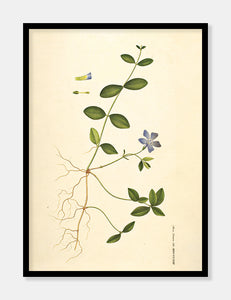 liden singrøn  |  FLORA DANICA-ILLUSTRATION - decoARTE