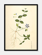 liden singrøn  |  FLORA DANICA-ILLUSTRATION - decoARTE