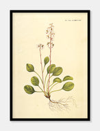mosevintergrøn  |  FLORA DANICA-ILLUSTRATION - decoARTE