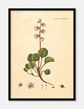 Indlæs billede til gallerivisning grønlandsk vintergrøn  |  FLORA DANICA-ILLUSTRATION - decoARTE
