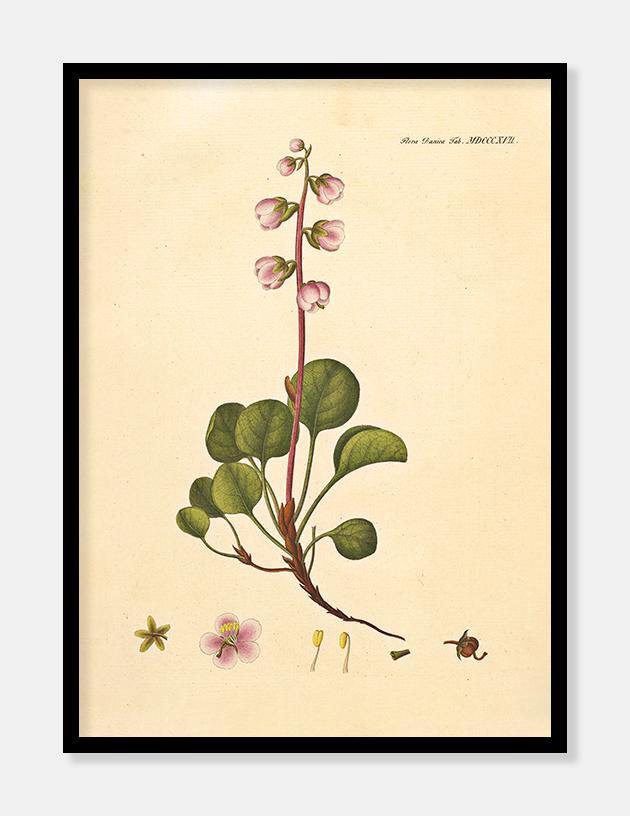 grønlandsk vintergrøn  |  FLORA DANICA-ILLUSTRATION - decoARTE