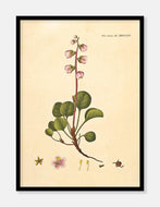 grønlandsk vintergrøn  |  FLORA DANICA-ILLUSTRATION - decoARTE