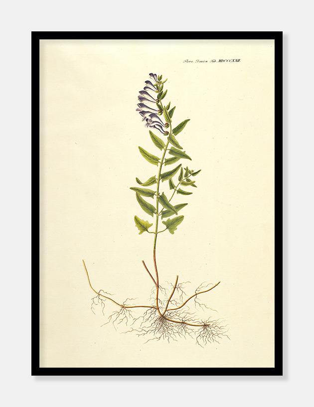 basilikumtimian  |  FLORA DANICA-ILLUSTRATION - decoARTE