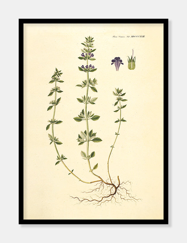 spydbladet skjolddrager  |  FLORA DANICA-ILLUSTRATION - decoARTE