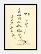 spydbladet skjolddrager  |  FLORA DANICA-ILLUSTRATION - decoARTE