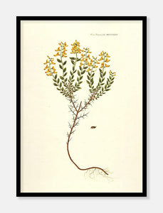 visse  |  FLORA DANICA-ILLUSTRATION - decoARTE