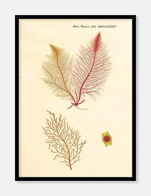 carrageentang  |  FLORA DANICA-ILLUSTRATION - decoARTE