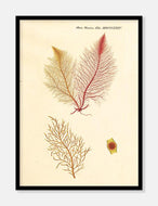 carrageentang  |  FLORA DANICA-ILLUSTRATION - decoARTE