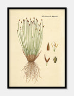 kogleaks  |  FLORA DANICA-ILLUSTRATION - decoARTE