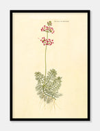vandrøllike  |  FLORA DANICA-ILLUSTRATION - decoARTE