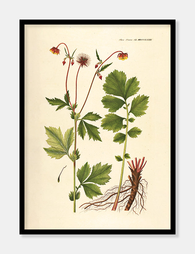 høj nellikerod  |  FLORA DANICA-ILLUSTRATION - decoARTE