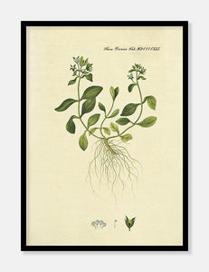 alpeærenpris  |  FLORA DANICA-ILLUSTRATION - decoARTE