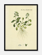 alpeærenpris  |  FLORA DANICA-ILLUSTRATION - decoARTE