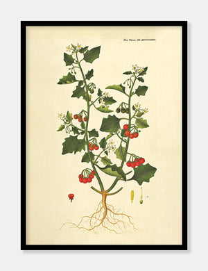 natskygge  |  FLORA DANICA-ILLUSTRATION - decoARTE
