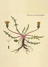 Indlæs billede til gallerivisning borst  |  FLORA DANICA-ILLUSTRATION - decoARTE
