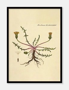 borst  |  FLORA DANICA-ILLUSTRATION - decoARTE