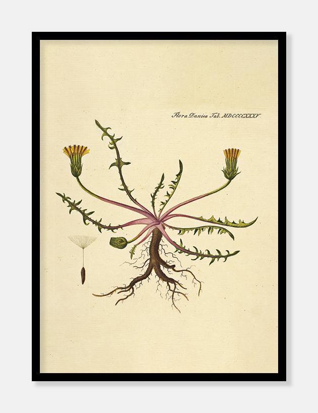 borst  |  FLORA DANICA-ILLUSTRATION - decoARTE