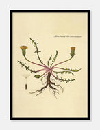 borst  |  FLORA DANICA-ILLUSTRATION - decoARTE