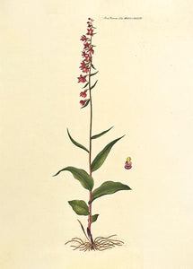 rød hullæbe  |  FLORA DANICA-ILLUSTRATION - decoARTE