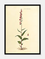 rød hullæbe  |  FLORA DANICA-ILLUSTRATION - decoARTE
