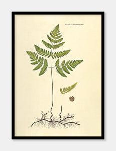 tredelt egebregne  |  FLORA DANICA-ILLUSTRATION - decoARTE