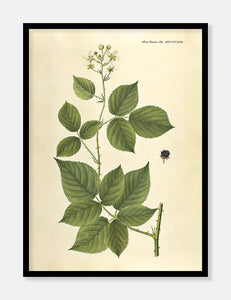 brombær  |  FLORA DANICA-ILLUSTRATION - decoARTE
