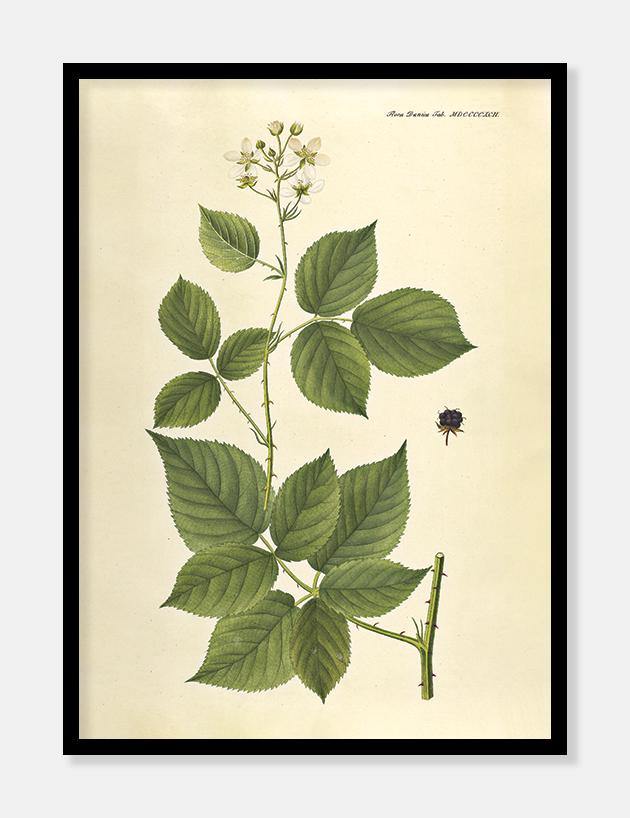 brombær  |  FLORA DANICA-ILLUSTRATION - decoARTE