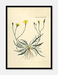 borst  |  FLORA DANICA-ILLUSTRATION - decoARTE