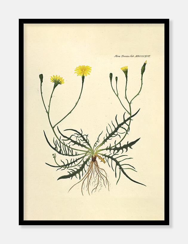 borst  |  FLORA DANICA-ILLUSTRATION - decoARTE