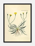 borst  |  FLORA DANICA-ILLUSTRATION - decoARTE