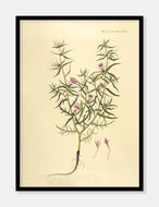 knopurt  |  FLORA DANICA-ILLUSTRATION - decoARTE