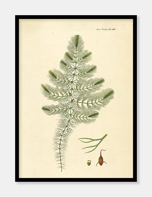 tornfrøet hornblad  |  FLORA DANICA-ILLUSTRATION - decoARTE