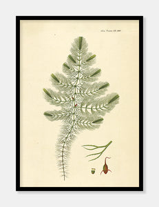 tornfrøet hornblad  |  FLORA DANICA-ILLUSTRATION - decoARTE