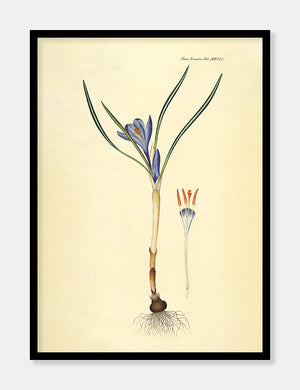 vårkrokus  |  FLORA DANICA-ILLUSTRATION - decoARTE