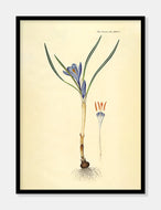 vårkrokus  |  FLORA DANICA-ILLUSTRATION - decoARTE