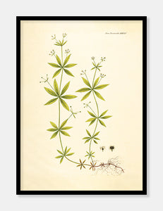 snerre  |  FLORA DANICA-ILLUSTRATION - decoARTE