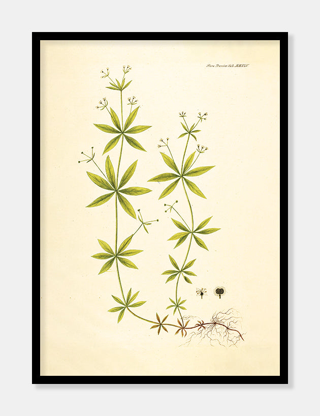 snerre  |  FLORA DANICA-ILLUSTRATION - decoARTE